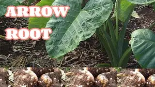 HOW TO GROW ARROW ROOT