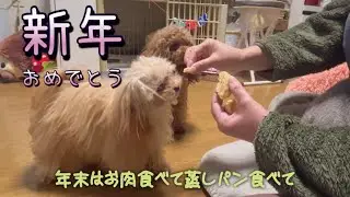 お肉と蒸しパンを食べる/うににの遊び#トイプードル #ちわぷーぷー #多頭飼い 