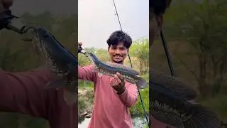 Snakehead Fishing ￼❌ snake 🐍 fishing￼ ￼✅ | hybrid snakehead fish ￼￼| village pond Fishing. #fish