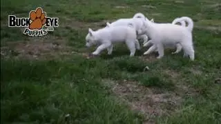Huskimo Puppies