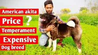 About American akita dog breed || American akita price