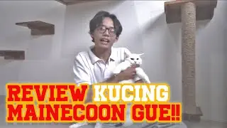 REVIEW KUCING MAINECOON GUE I ADOPSI MAINE COON?! KE HAPPYCATSHOUSE AJA!!