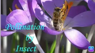 Class 12 biology practical | entomophily | pollination by insect