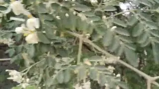 عشبة يجهلها الكثير ، فوائدها معجزة بكل المقاييس ، المورينجا 