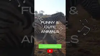 #shorts #animals #march