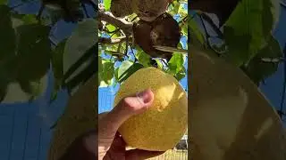 pick fresh pears 🍎 #pear #freshfruits