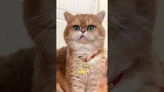 Cat&rsquo;s Box Takeover! #cat  #funnyanimals  #funnycats  #catlover  #petsunited