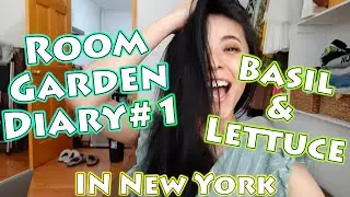 【Room Garden Diary1】Basil & Lettuce diary!!! Room garden in New York apt!!!/ペットボトルで野菜育つ？