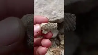 Brachiopod fossil! #shorts #youtubeshorts #viral #brachiopod #fossil