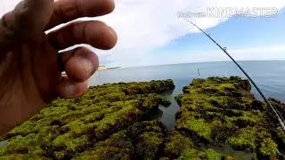 South east coast lure fishing and this turned up