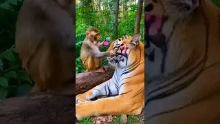 The Jungle&rsquo;s Best Makeup Artist! 🐒🐅​#shorts