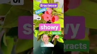 Botany word of the day #146 #botany #lasvegas #houseplants #dtlv #shortvideo #downtown