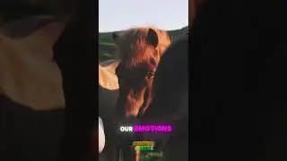 Horses Understand Our Emotions! #HorseWhisperers