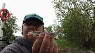 Just a random fishing video at pea lane