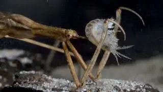 Water stick insect captured side swimmer &ndash; 35 mm/V&iacute;zi botpoloska botpolosk&aacute;t zs&aacute;km&aacute;nyol