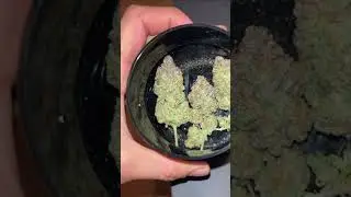 Guava Auto | Fast Buds jdjbxbahaj