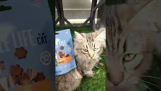 Whole Life Pet Chicken Formula Healthy Gut Cat Treats