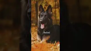 Cool Female Dogs name #dog #dogs #germanshepard #rotwieler #femaledognames #shorts