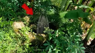 I have cleared the weeds and cleaned the abandoned deep well