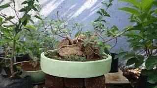 How to make Root Over Rock Bonsai | Ficus Green island | Repotting | #SreeBonsaiZone |in Tamil