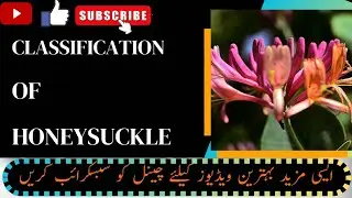 #Classification of Honeysuckle || Scientific name || Lonicera caprifolium