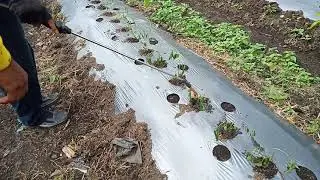 APLIKASI PUPUK ECOFARMING DILAHAN PERTANIAN CABE ..💥👍 hub : 082352002012 TSEL/WA