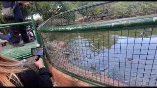 MASSIVE CROCODILE Feeding Time! Baluarte Ilocos Sur Zoo Short