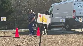 Roi Standard Schnauzer Virtual Rally test # 3