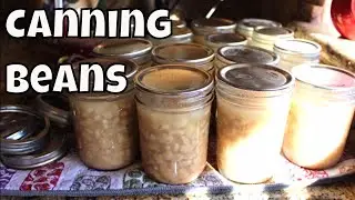 Home Canning Northern White Beans With Linda's Pantry