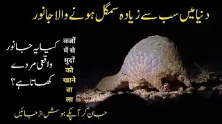 Hidden And Amazing Facts About Pangolins | Facts about pangolins | urdu/hindi | Full Documentary