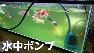 大型水槽でも簡単に水替えできる水中ポンプ