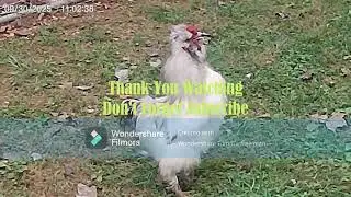5 Rooster Crowing - Welsummer, Opal Legbar, Silkie,