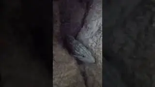 Comb grouper - Mycteroperca rubra - דוקרנית אדומה - לוקוס אירדי