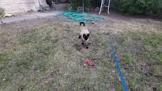 Selfish Tuxi trying to run off with the toy