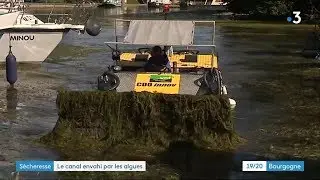 Les algues gênent la navigation sur le canal de Bourgogne