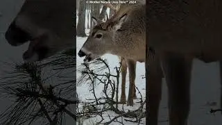 ''UNICORN'' the Whitetailed buck! (22)     #deer #venados #whitetaildeer #bigbucks #ciervo