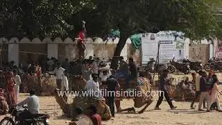Indian girl tight rope walks over camels : Stunning Balancing Act at Pushkar Mela 2025