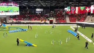 Agility World Championship 2025, Kalmar 🇸🇪 - Tiger