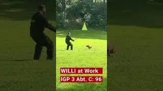 Willis erste IGP 3, Abt. C, 96 Pkt.  #malinois #mallis #igp
