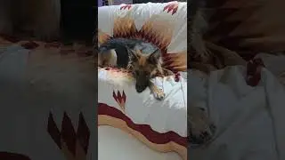 I Love You!#gsds #funny #germanshepheard #bubbu #babygirl #leia #love