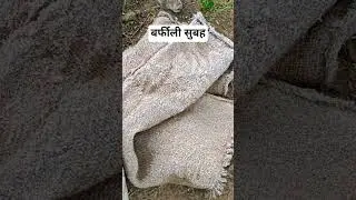 गांव में सुबह-सुबह की सर्दी#marwadilife #rajasthaniclture #farming #rajasthani #ice #rajasthani