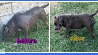 How to fix your American bullies skin problems