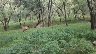 Samba deer, a tigers favorite meal. Ranthambore