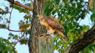Powerful Hawk Captures Squirrel and Calls to Its Mate