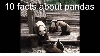 Did you know - 10 Facts about pandas