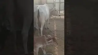 #cows #desicow #rajasthan #sahiwal #cow_farm #Tharparkar@rajasthankagodhandairyfarm3218 m9784412231
