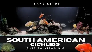 South American Cichlid New 6 Feet Tank Setup | Stunning Aquarium Build - Imran's World