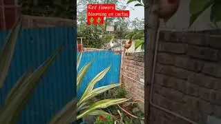 #shorts #new #cactusmania #yt #fupi's garden #harvesting cactus 🌵🌵