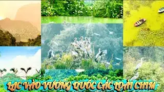 Узнайте, что делает птичий сад Тхунг Нхам таким особенным.