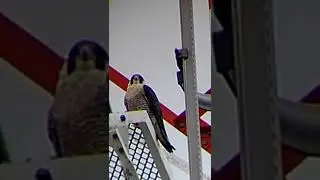#birds #falcon #peregrinefalcon #ハヤブサ#birdwatching #bird #птицы #wildbird